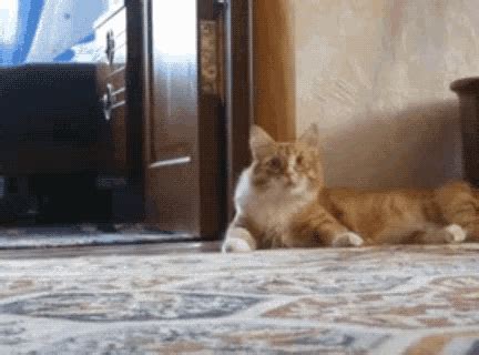 Cat Walking Away Cat Walking Away Confused Descubra E Partilhe GIFs