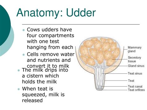 Cow Udder Anatomy - Anatomical Charts & Posters