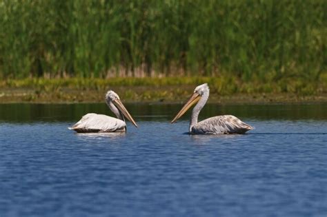 D Lmatas Pel Canos Pelecanus Crispus Foto Premium