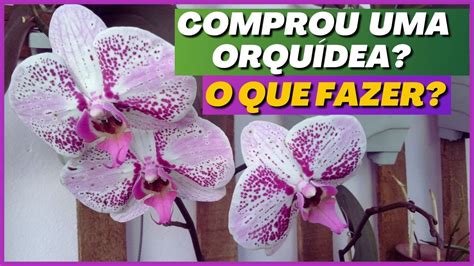 Orqu Deas Comprou Uma Phalaenopsis Fa A Isso Para N O Perder