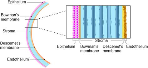 Potential Of Mesenchymal Stem Cells As Topical Immunomodulatory Cell