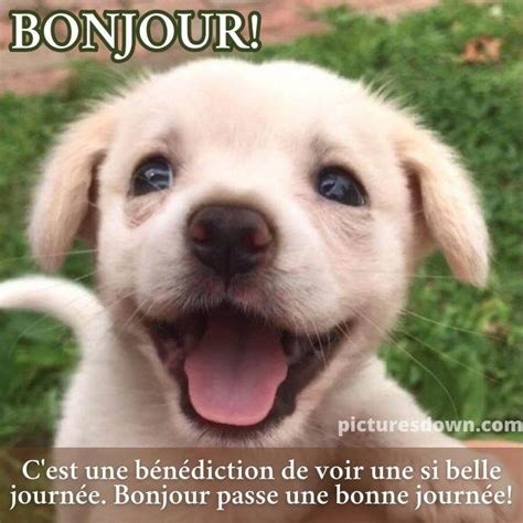 Bonjour Humour Image Chien Picturesdown