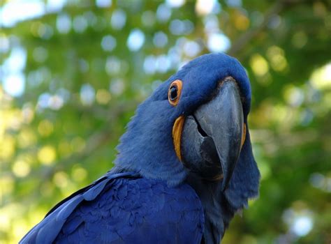 Birds Animals Nature Parrot Blue Wildlife Beak Macaws Bird