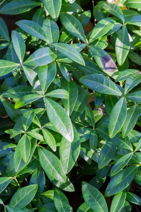 How To Grow Vinca A Drought And Heat Resistant Flowering Annual