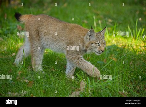 Eurasian Lynx, Lynx lynx, Kitten, Germany, Europe Stock Photo - Alamy