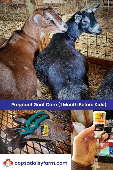 Pregnant Goat Care Countdown To Kidding Oops A Daisy Farm