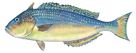 Tilefish - Size, Reproductive Season, Habitat, Species, and Mercury