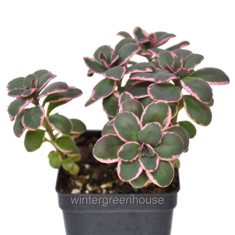 Sedum Dazzling Dynamite SunSparkler Stonecrop Pot Size 3 2 6x3