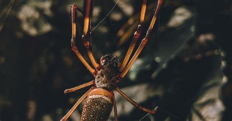 Golden Silk Spider Weaving a Web · Free Stock Photo