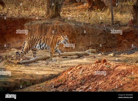 Tigress Bengal Tiger Panthera Tigris In Bandhavgarh National Park Tiger Reserve Umaria