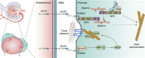 Frontiers Role Of The Slit Robo Signaling Pathway In Renal