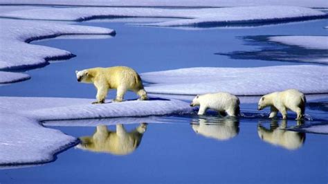 Wwf Klimawandel Macht Eisb Ren Stark Zu Schaffen