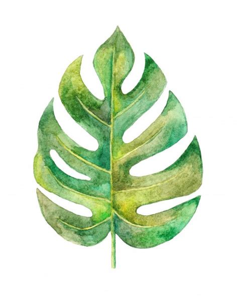 Ilustra O De Folha Monstera Aquarela Pintada M O Foto Premium