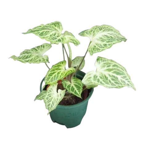 Syngonium Batik – Elite Agricultural Services