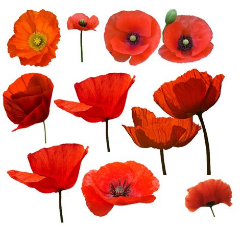 Amapolas Poppy Flower Painting Poppy Flower Art Poppy Painting