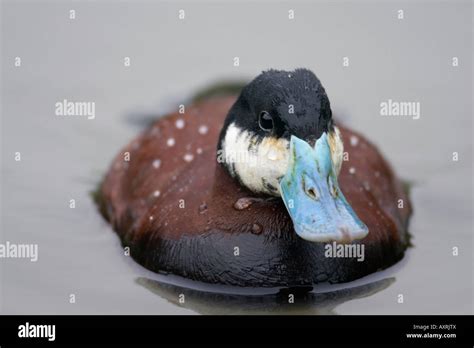 Ruddy Duck Oxyura Jamaicensis Male Swimming Stock Photo Alamy