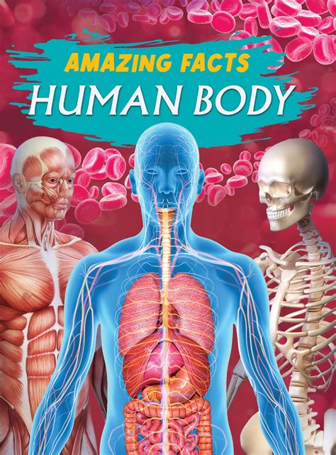 Elevate Virtuosity Amazing Facts Human Body