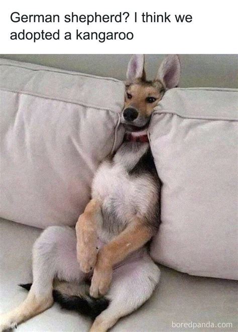 63 Funny Animal Memes That Prove Pets Are The Ultimate Comedians