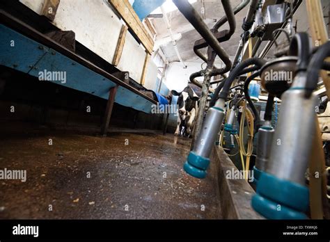 Mechanised Milking On A Dairy Farm In Rural Leicestershire England Uk