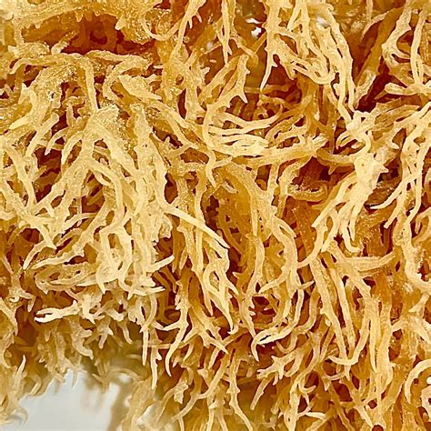 Dried Sea Moss Irish Sea Moss From Viet Nam Katie 84 79 587 7933