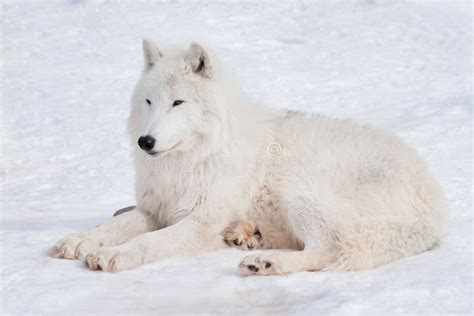 El Lobo De Alaska Salvaje De La Tundra Está Mintiendo En La Nieve