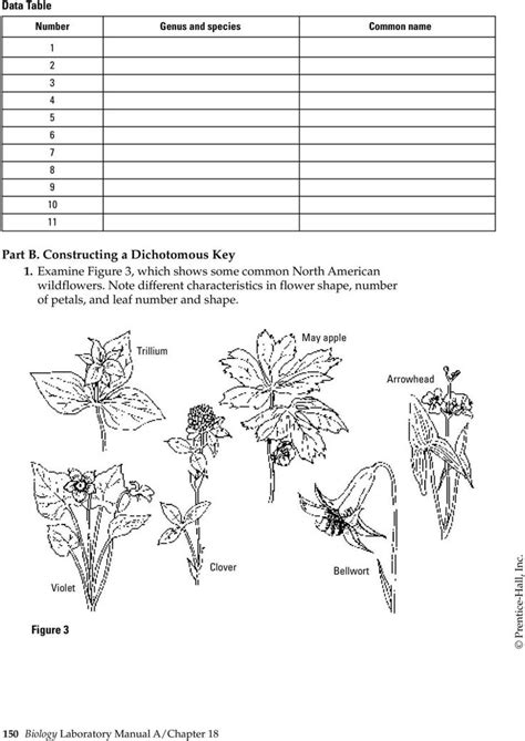 Dichotomous Key Worksheet Pdf Using And Constructing A Dichotomous Key