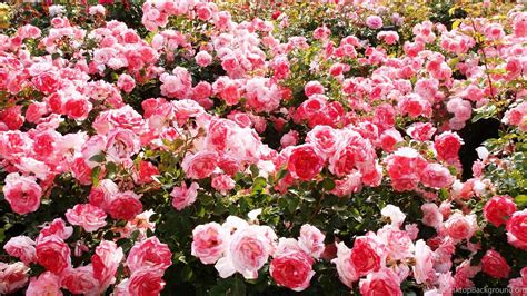 Rose Garden Wallpaper 51 Pictures Wallpaperset