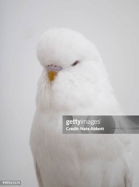481 Albino Bird Stock Photos High Res Pictures And Images Getty Images