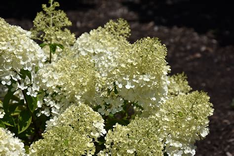 Bobo Hydrangea Hydrangea Paniculata Ilvobo In Detroit Ann Arbor