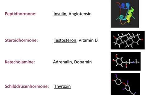 Endokrinologie Karteikarten Quizlet