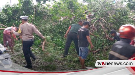 Hujan Deras Pohon Besar Tumbang Di Jalan Raya Jabaran Balongbendo Sidoarjo