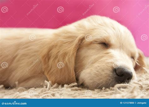 Golden Retriever Puppy 6 Weeks Old Asleep Stock Photo Image Of Yellow