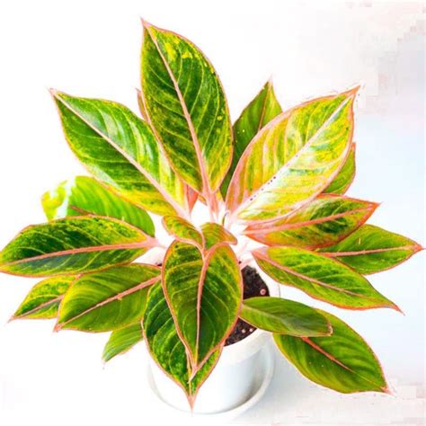 Jual Aglaonema Lipstik Klasik Pink Murah Bunga Tanaman Hias Klasik