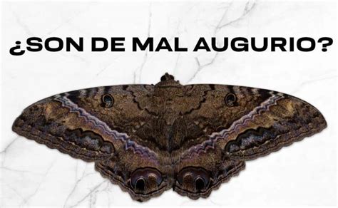 ¿son De Mal Augurio Las Mariposas Negras La Unam Te Explica Gu El Universal