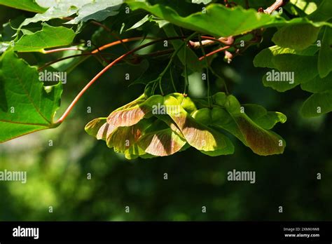 Maple Seed Pods Closeup Stock Photo Alamy