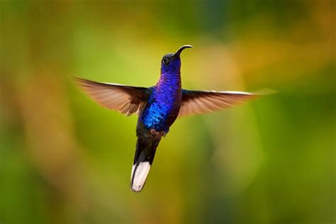 Can Hummingbirds Fly Backwards Explained