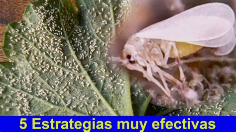 Formas De Controlar La Mosca Blanca Youtube