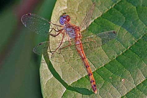 Slaty Skimmer