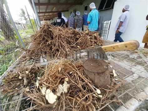 Us Fiji S Top Export Destination The Fiji Times