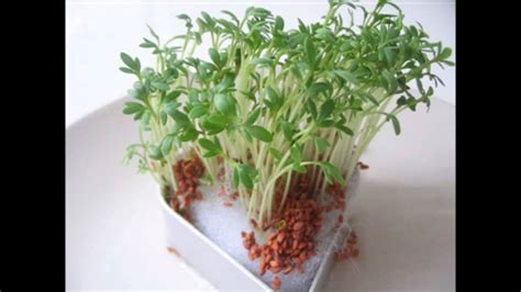 How To Use Garden Cress Seeds For Hair - Garden Cress Seeds