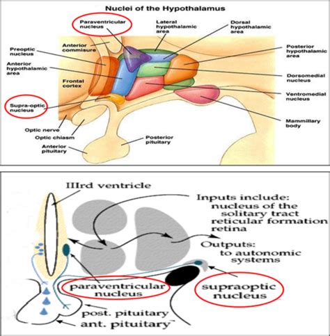 NURS 106 Endocrine System Flashcards Quizlet