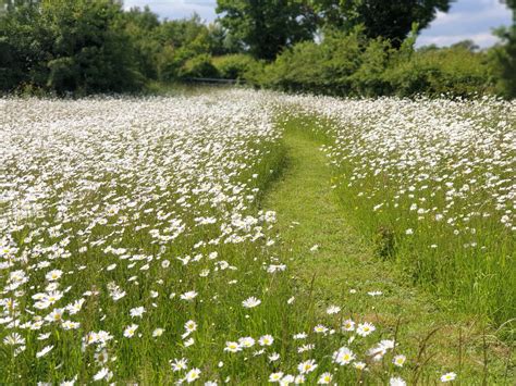 Wildflower Meadows In Gloucestershire And Monmouthshire Edwards Garden