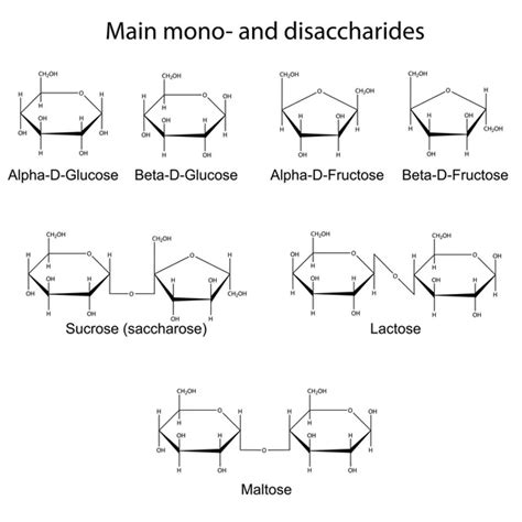 Formules Structurelles Des Principaux Saccharides Image Vectorielle Par