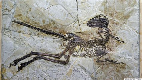 Newly Unearthed Dinosaur Fossils Provide Insight Into Wing Evolution