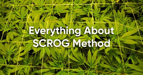 Everything About SCROG Method: When and How to Do It – Hey abby