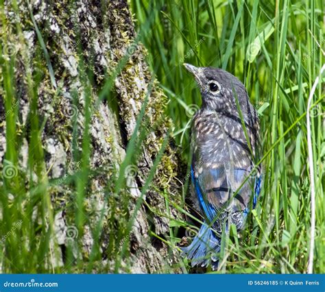 Eastern Bluebird Fledgling stock image. Image of songbird - 56246185