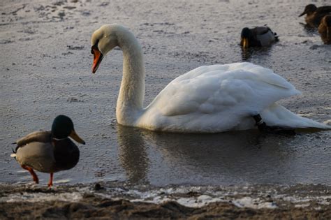 Sea Duck Swan - Free photo on Pixabay - Pixabay