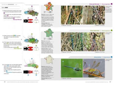 Cahier D Identification Des Libellules De France Belgique Luxembourg