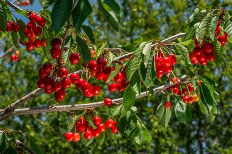 How To Grow A Cherry Tree Truly Experiences