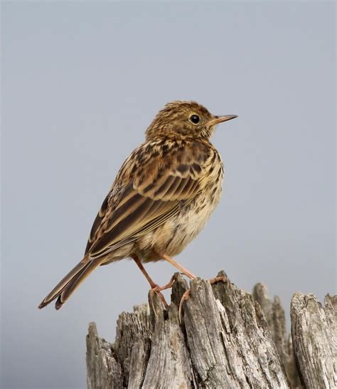 Meadow Pipit The Best Of Exmoor Meadow Pipit Birds And The Bees Bird